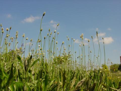 plantago8.jpg